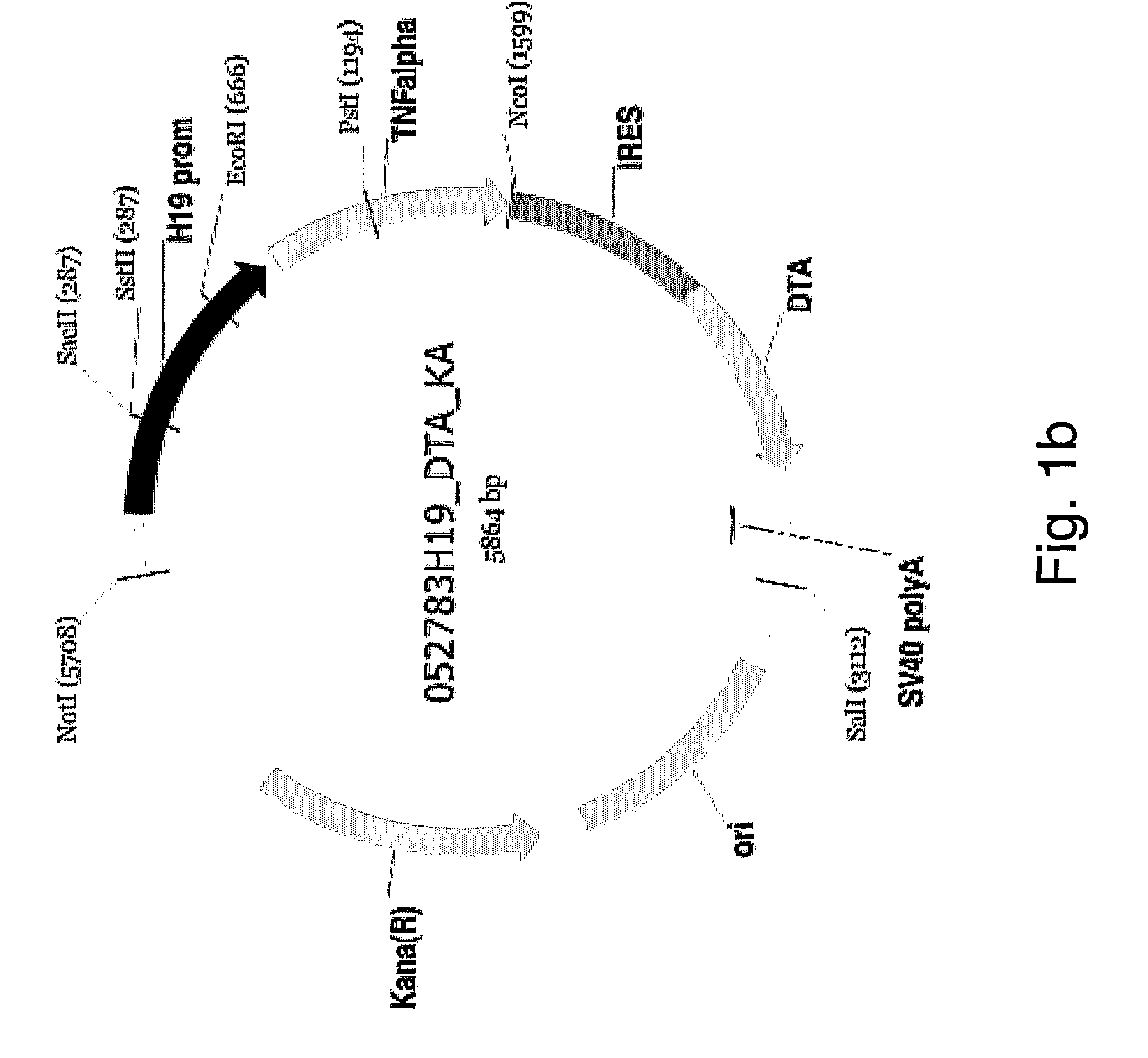Nucleic acid constructs, pharmaceutical compositions and methods of using same for treating cancer
