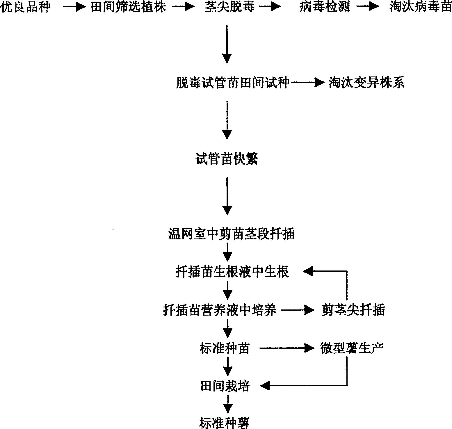 Quick and open liquid cultivation method and apparatus for detoxicated potato seedlings and miniature potatoes