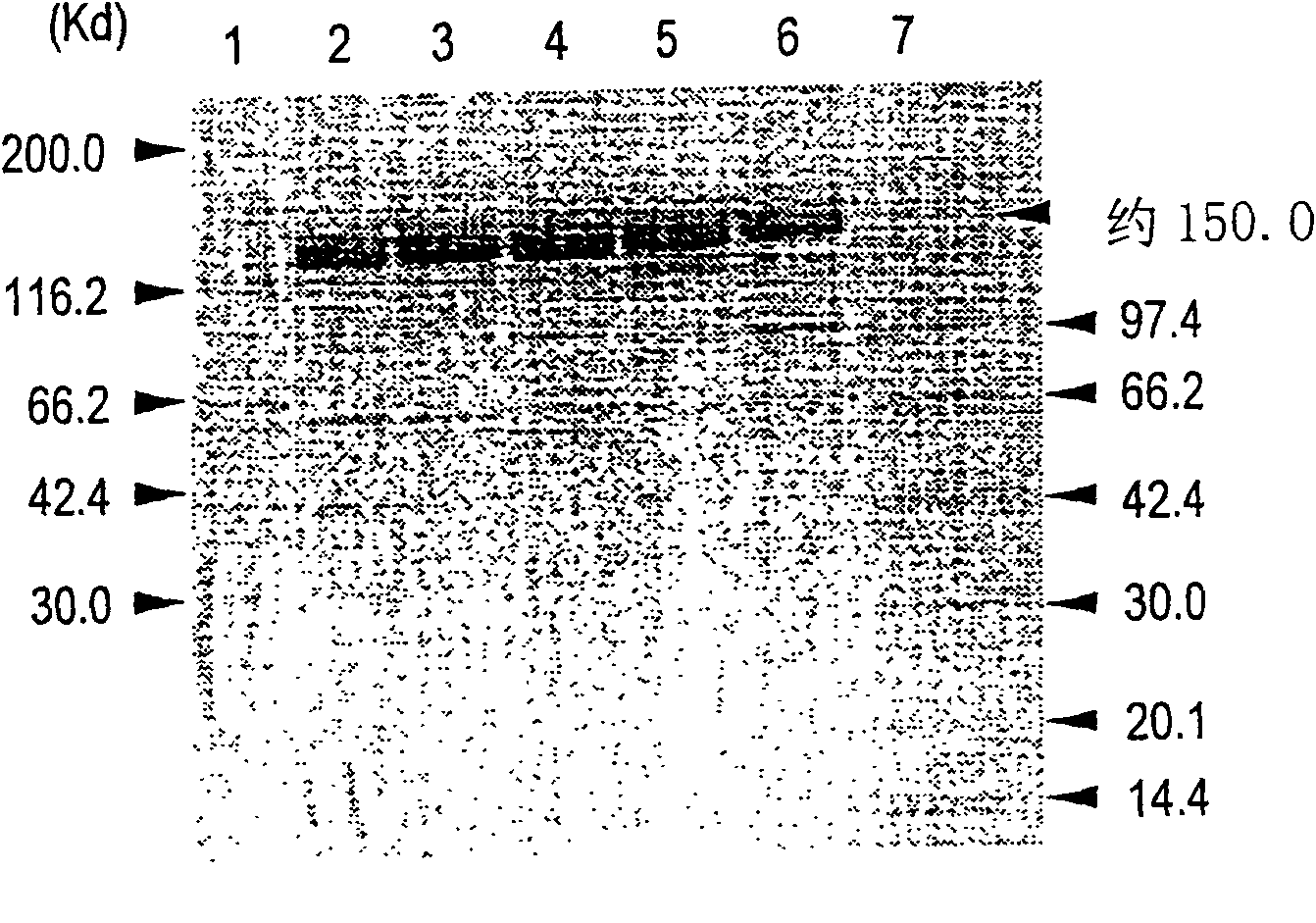 Cells producing antibody compositions