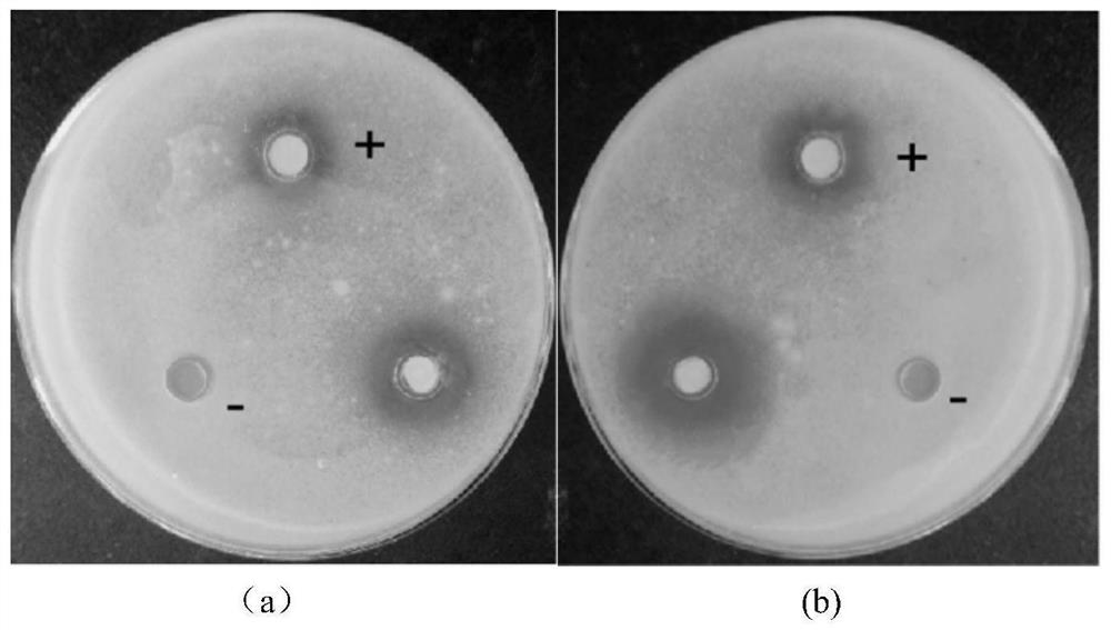 Quaternized abalone antibacterial peptide gel as well as preparation method and application thereof