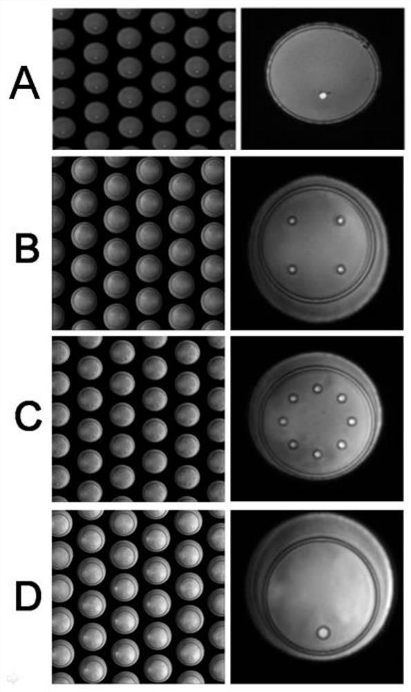 Isolation and detection method of rare cells at single cell level