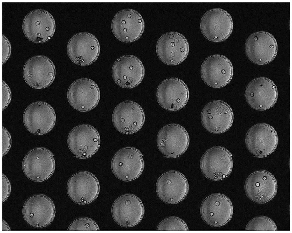 Isolation and detection method of rare cells at single cell level