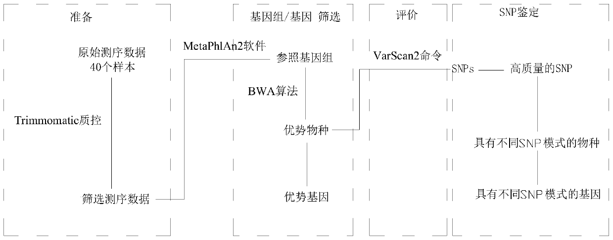 Method for identifying individual intestinal flora types based on SNP