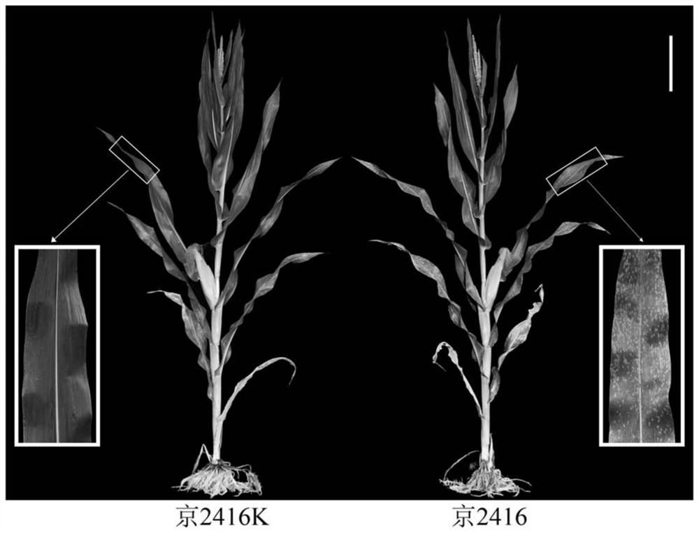 Maize southern rust resistance gene and its application