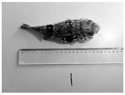 Preparation method of marine filariasis vaccine of redfin puffer