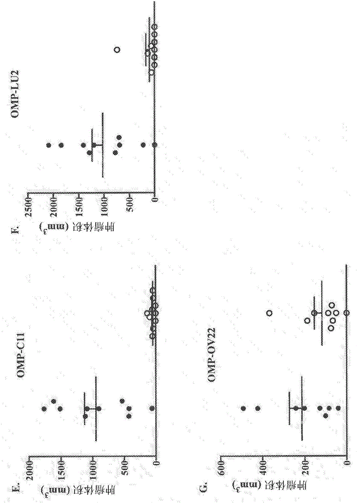 Binding agents that modulate the hippo pathway and uses thereof