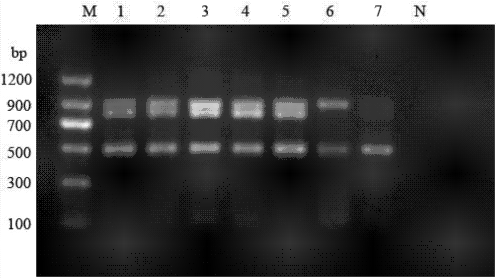 RT-PCR (Reverse Transcription-Polymerase Chain Reaction) method for detecting porcine reproductive and respiratory syndrome virus (PRRSV) classical strains, high-pathogenicity variant strains and NADC-30 strains
