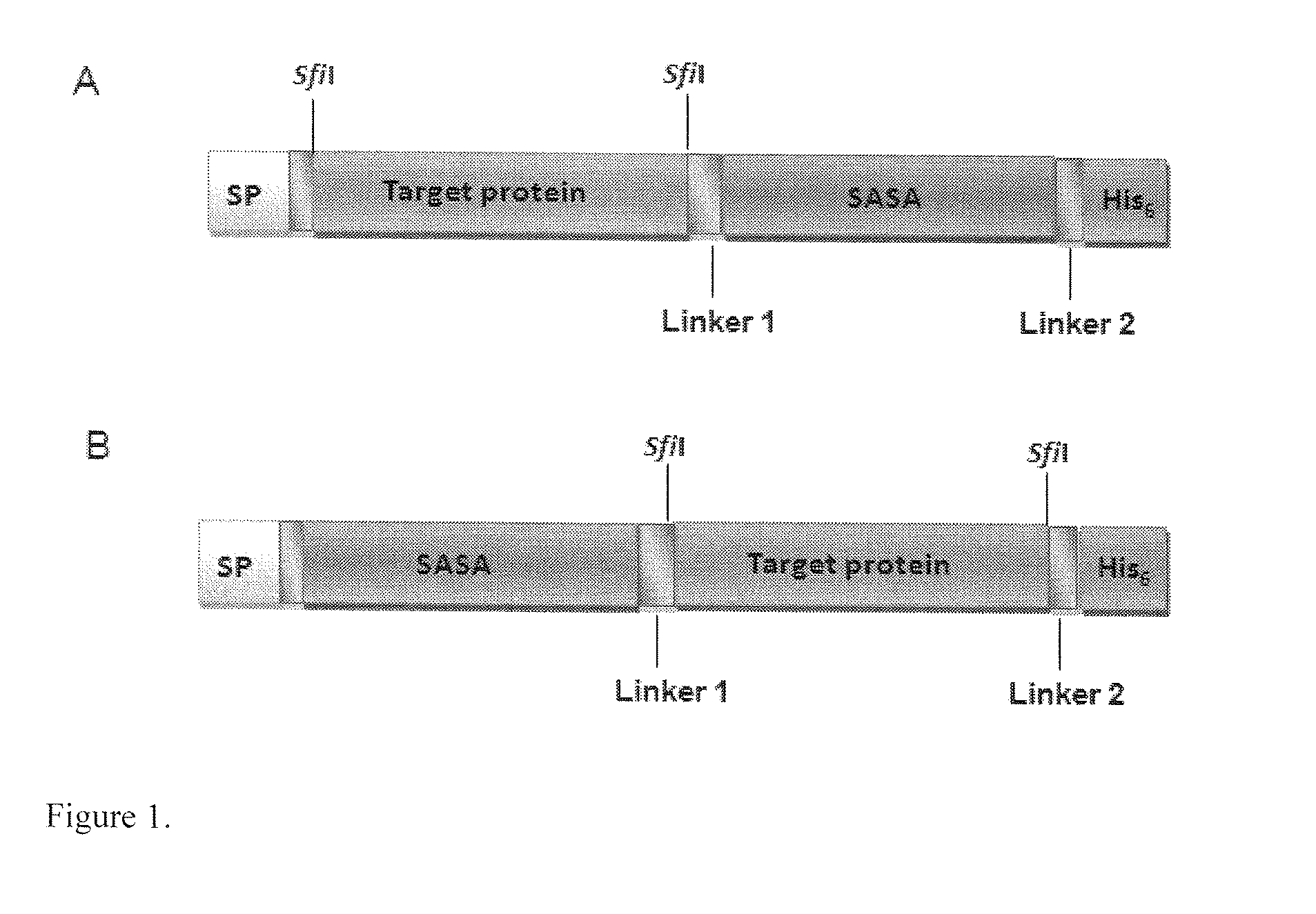Methods and systems for increasing protein stability