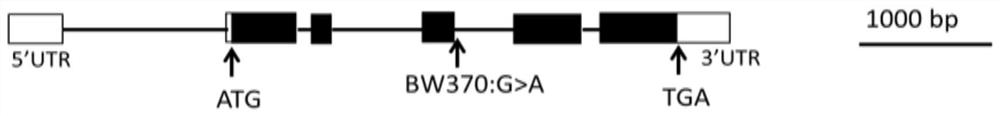 Intron 3-based Molecular Marker for Identifying Barley Semi-dwarf Multi-tiller Gene fol-a and Its Application