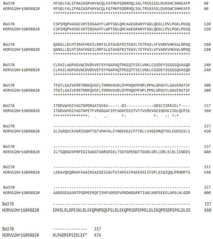 Intron 3-based Molecular Marker for Identifying Barley Semi-dwarf Multi-tiller Gene fol-a and Its Application