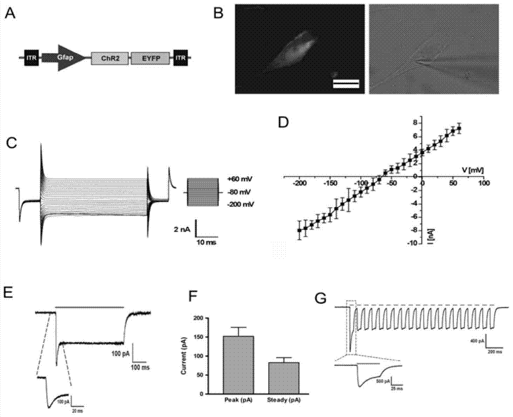 Composition for specifically stimulating astrocytes and its application in improving abnormal behaviors of schizophrenia