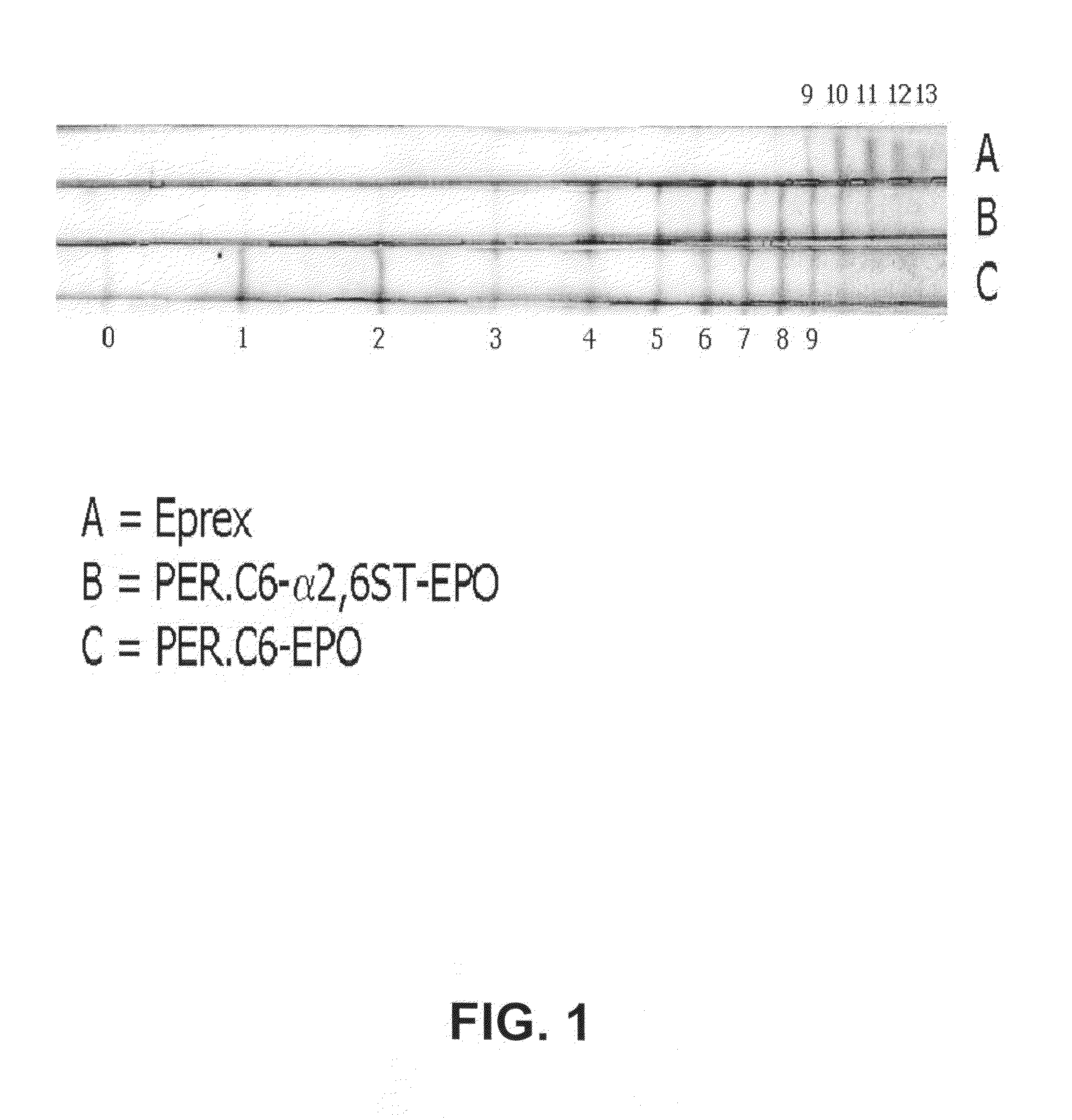 Methods to obtain recombinant proteins with increased sialylation from cells that express adenovirus E1A protein, and proteins obtained thereby