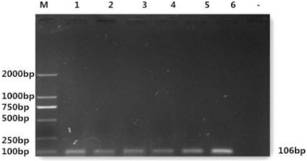 Bovine mycoplasma Taqman fluorescence PCR kit and using method thereof
