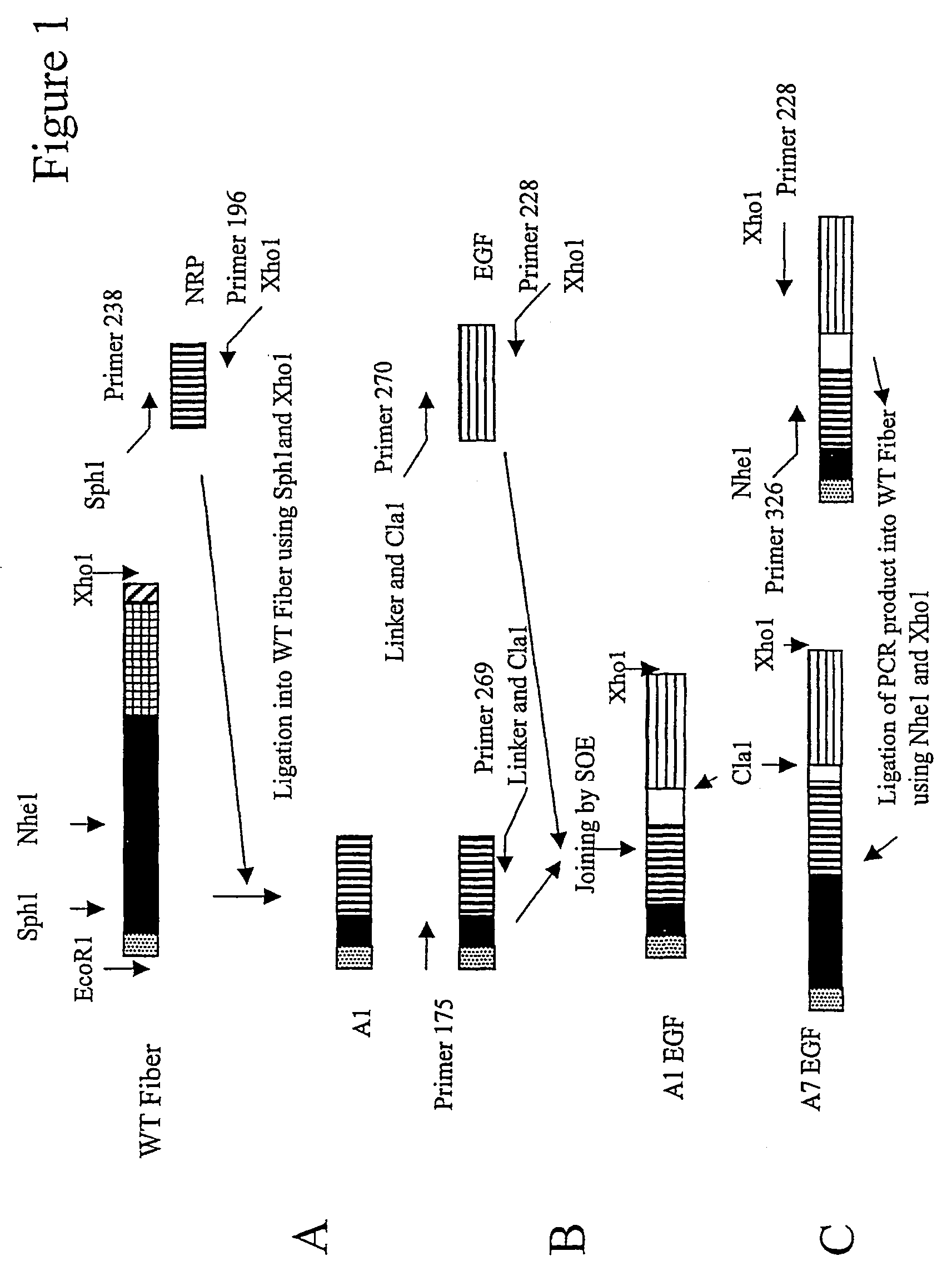 Modified virus comprising one or more non-native polypeptides