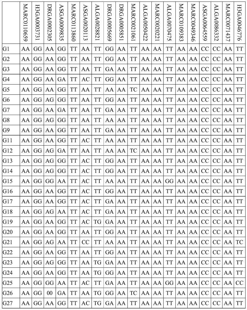 Guanzhuang Huapig SNP site, SNP chip and detection primer combination, detection kit and its application, and germplasm identification method