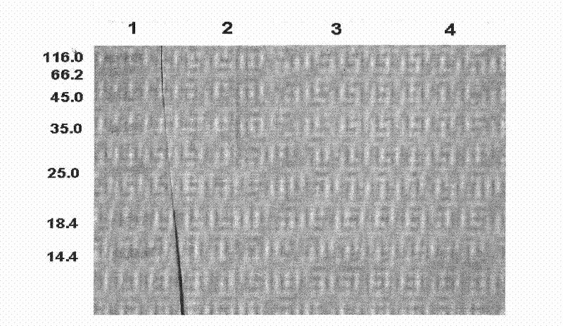 Double-functional fusion protein based on antibacterial peptide, preparation method and applicaitoin thereof