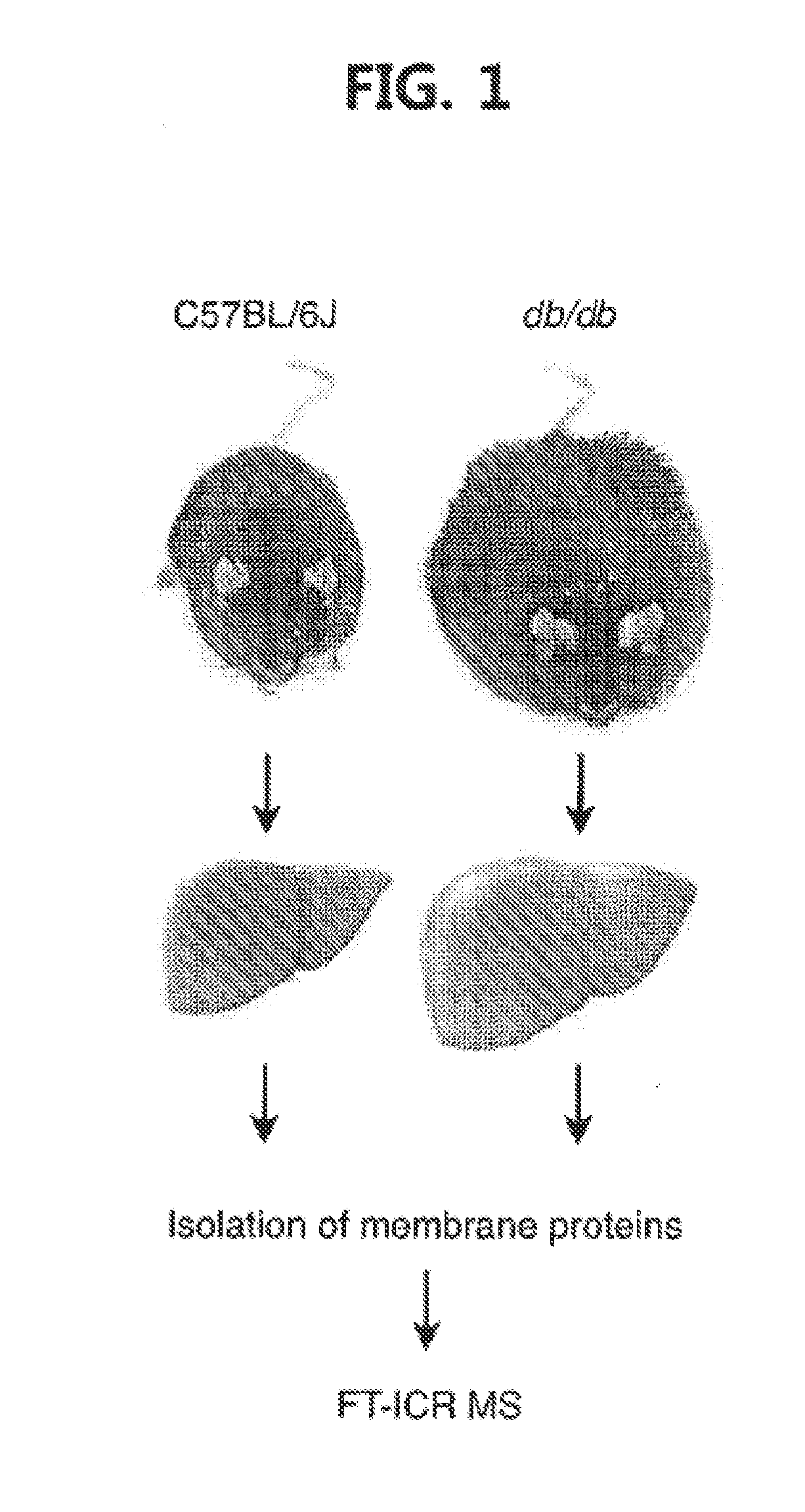 Pharmaceutical composition for preventing or treating diabetes or fatty liver containing a cyp4a inhibitor as an active ingredient