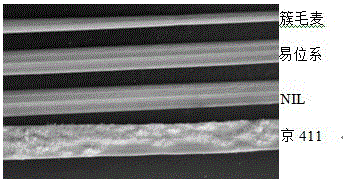 The Sequence and Application of Introgression of 6vs DNA in Wheat Powdery Mildew Resistant Near-isogenic Lines