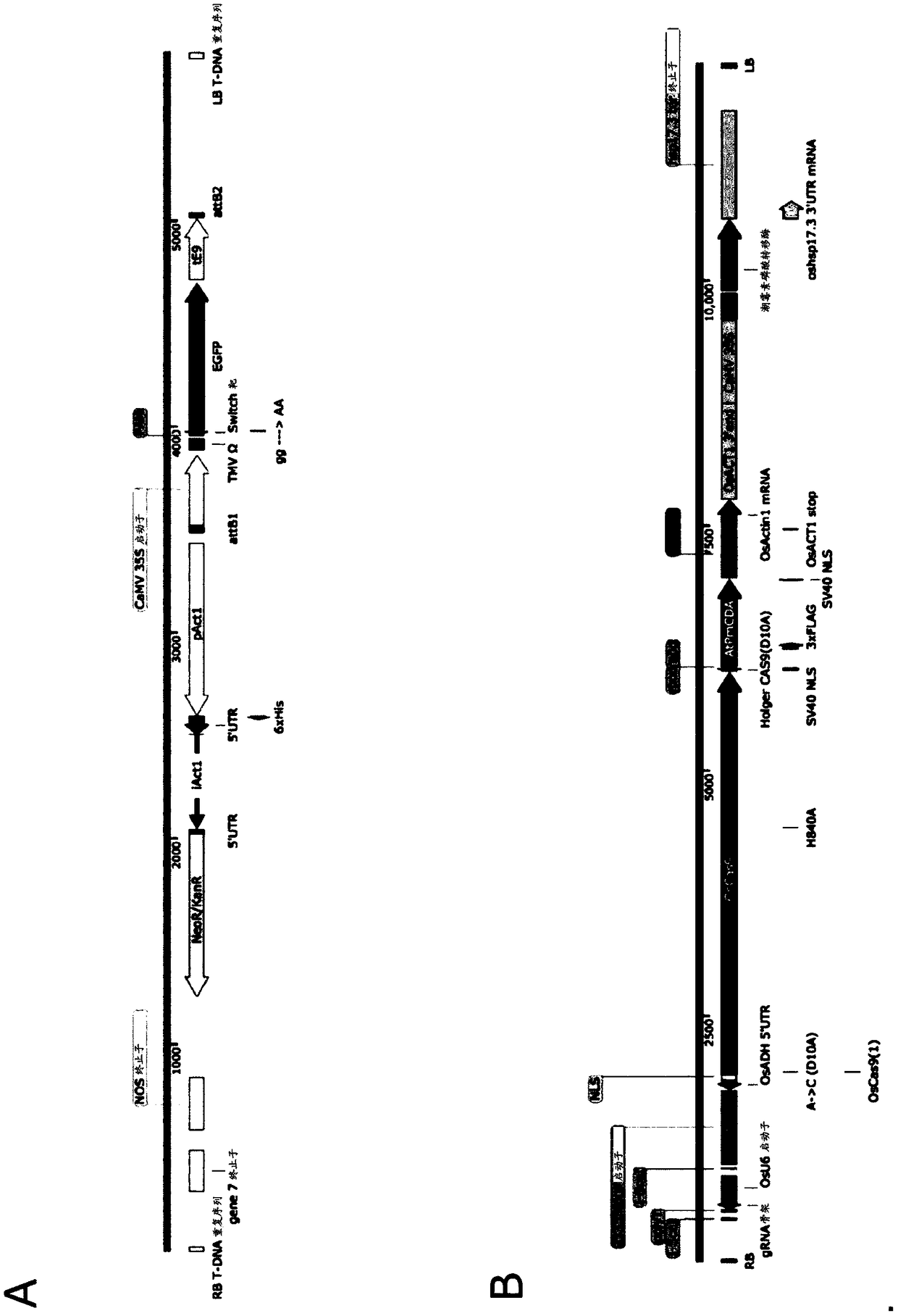 Method for converting monocot plant genome sequence in which nucleic acid base in targeted DNA sequence is specifically converted, and molecular complex used therein