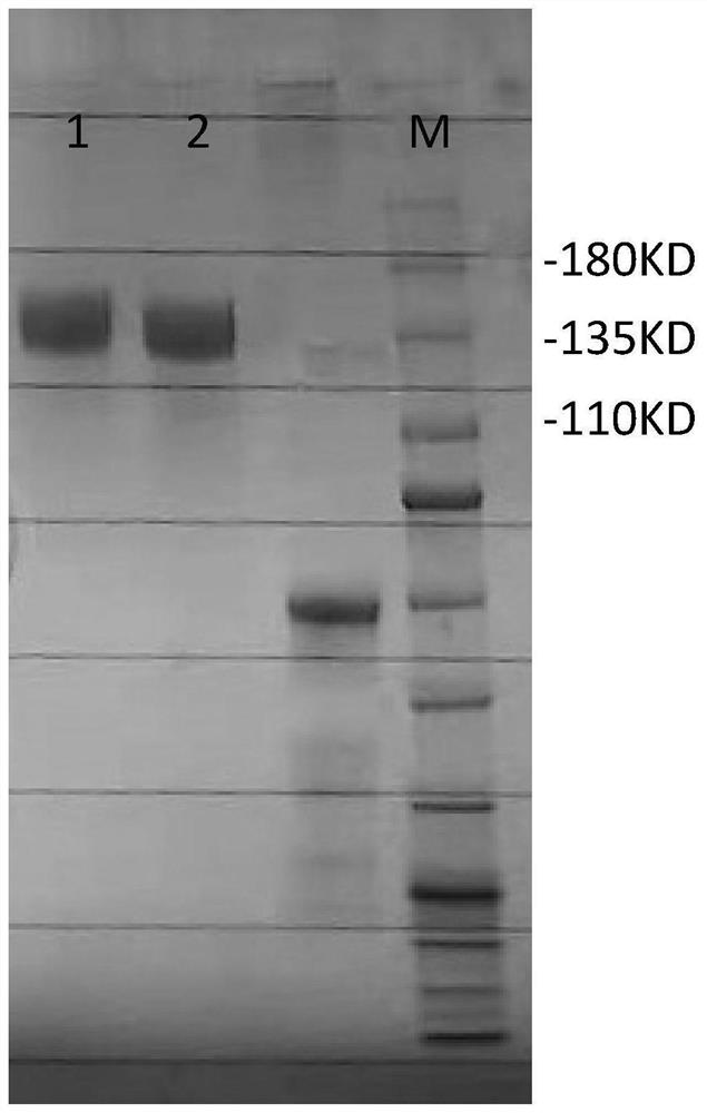 Coronavirus neutralizing effect protein and application thereof