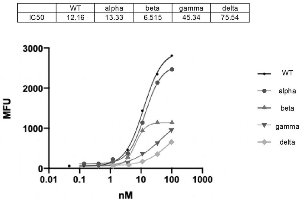 Coronavirus neutralizing effect protein and application thereof