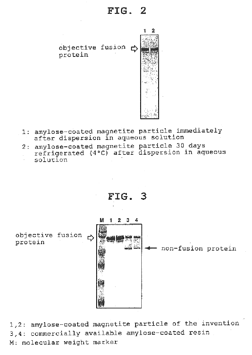 Magnetic carrier capable of binding with protein and purification method of protein utilizing the magnetic carrier