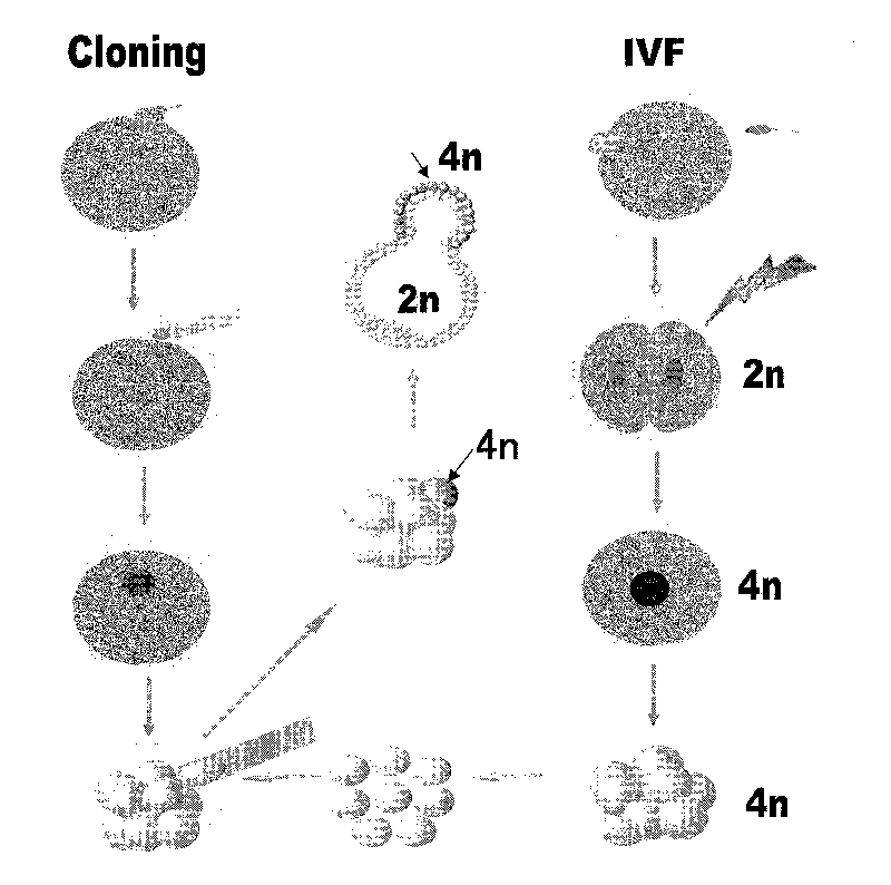 Method for cloning animal somatic cell