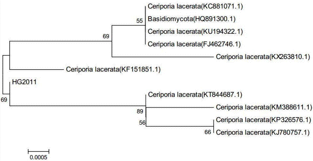Ceriporialacerata and application thereof in preventing and treating crop fungus diseases