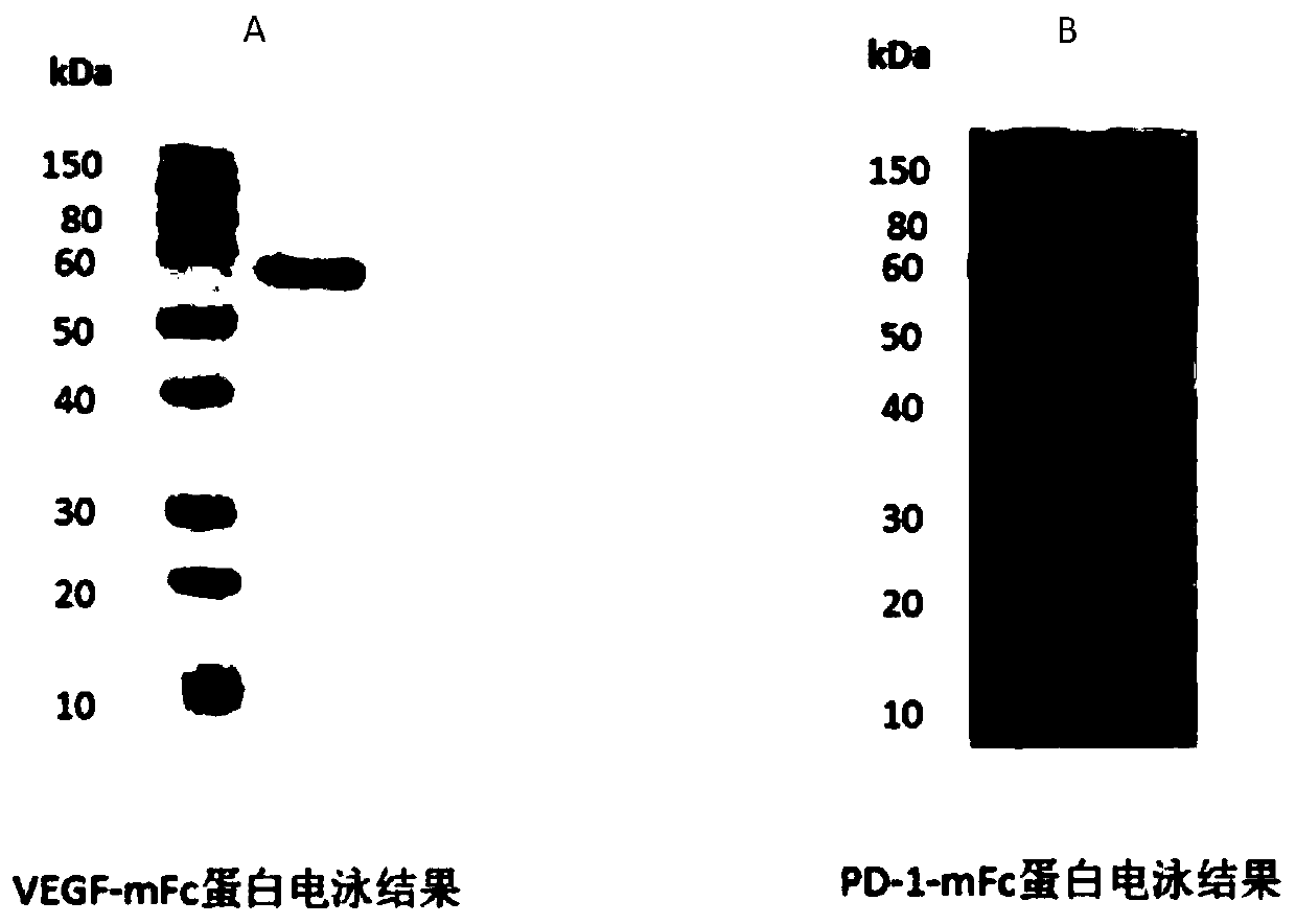 Anti-VEGF and anti-PD1 bispecific antibody with novel structure