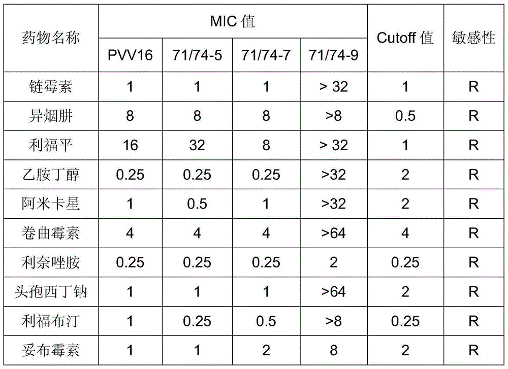 Drug-resistant gene of mycobacterium tuberculosis and application of drug-resistant gene of mycobacterium tuberculosis