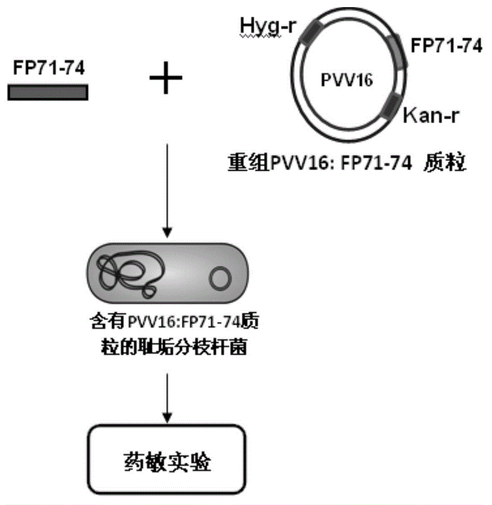 Drug-resistant gene of mycobacterium tuberculosis and application of drug-resistant gene of mycobacterium tuberculosis