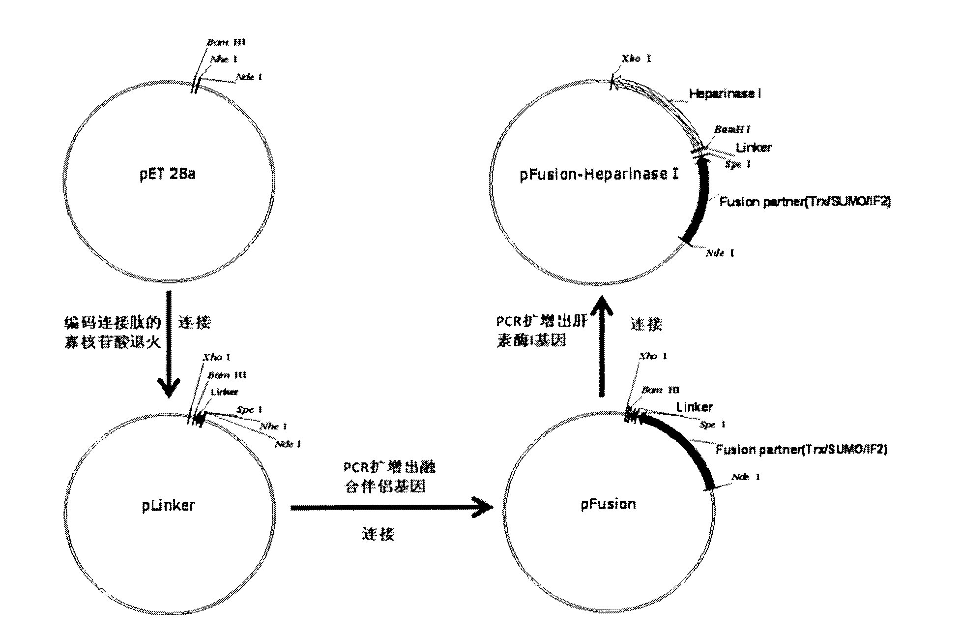 Heparinase I fusion protein