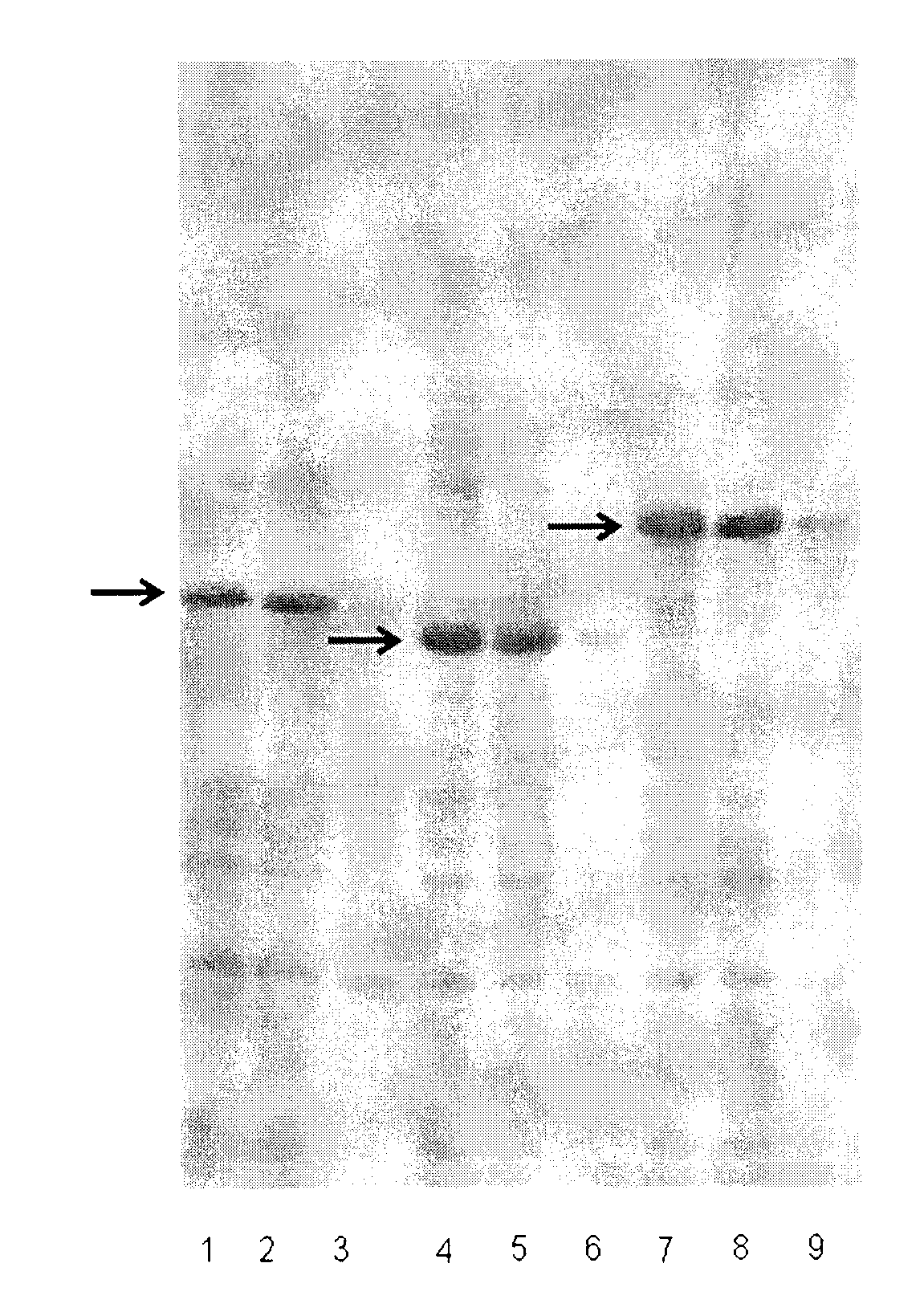 Heparinase I fusion protein