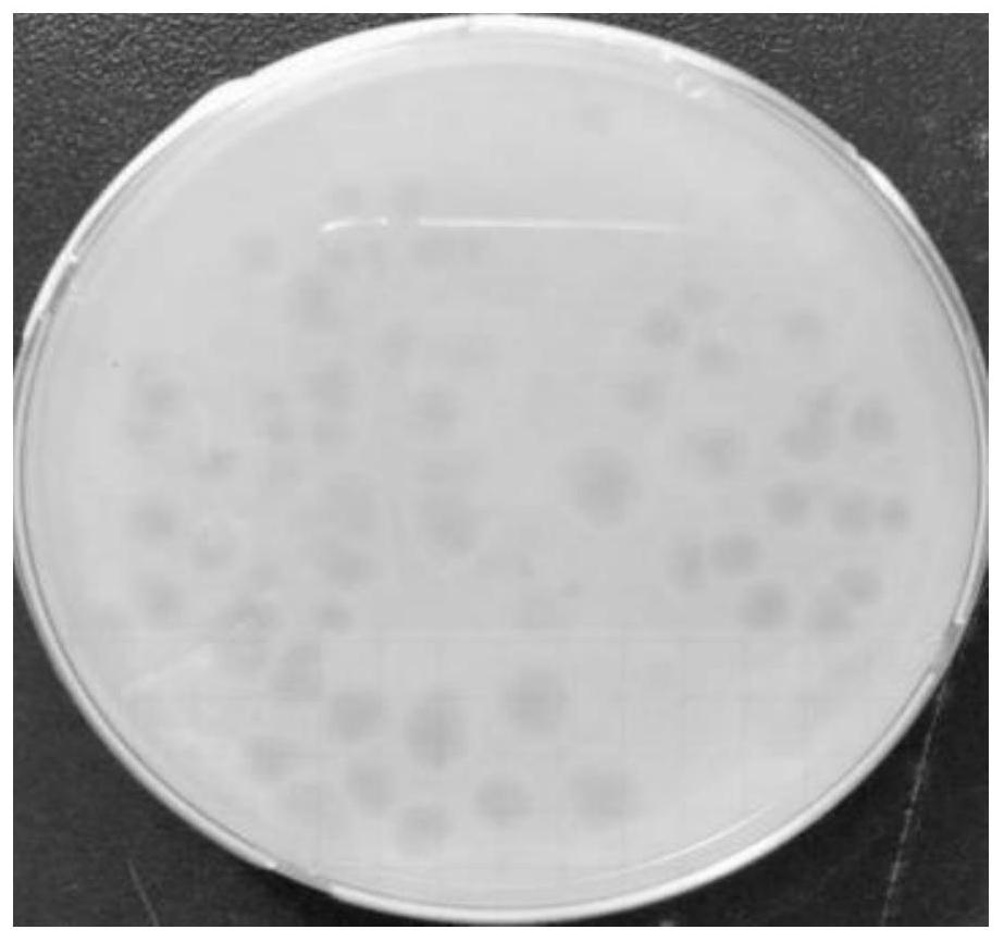 Use of bacteriophage ah10-phage-qy01 in the preparation of drugs for the treatment or prevention and control of bacterial diseases in aquaculture