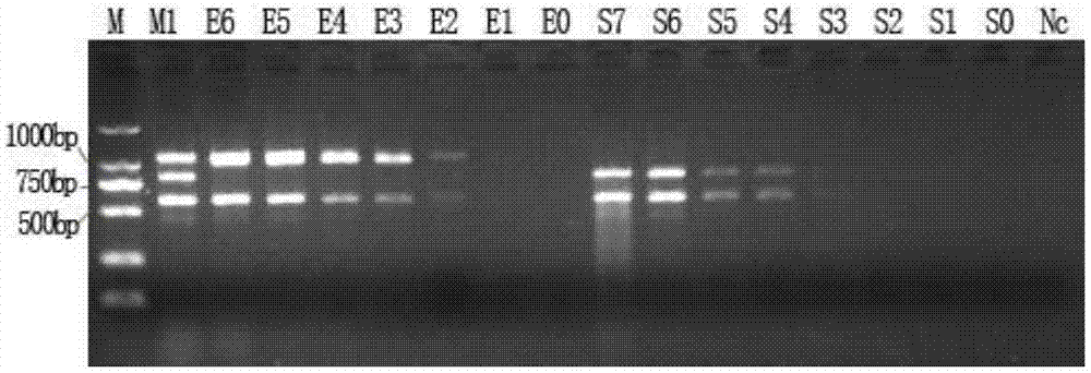 Multiple-PCR rapid detection method of salmonella and escherichia coli