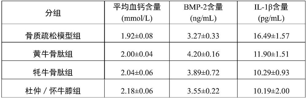 Bovine bone peptide composition and application thereof in preparation of medicine for regulating intestinal flora and preventing and treating osteoporosis