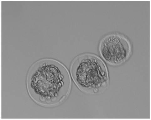 A kind of embryo culture mineral oil special for in vitro fertilization and preparation method thereof