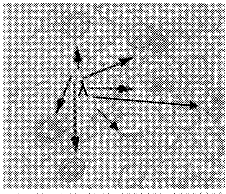 Process for the transformation of basidiomycetes by inclusion of genetic material in protoplast obtained from mycelium, using polyethylene glycol as an adjuvant