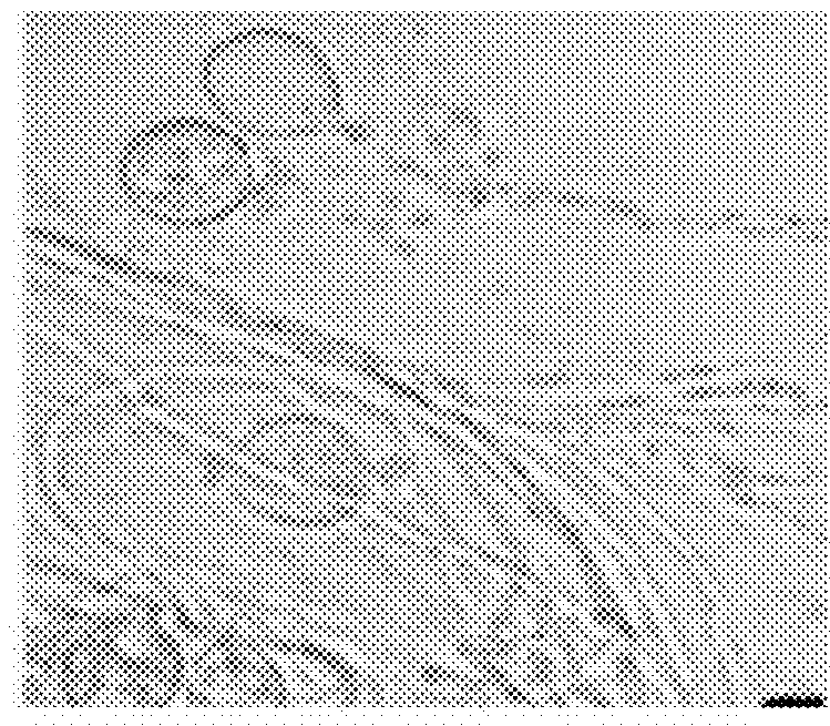 Process for the transformation of basidiomycetes by inclusion of genetic material in protoplast obtained from mycelium, using polyethylene glycol as an adjuvant