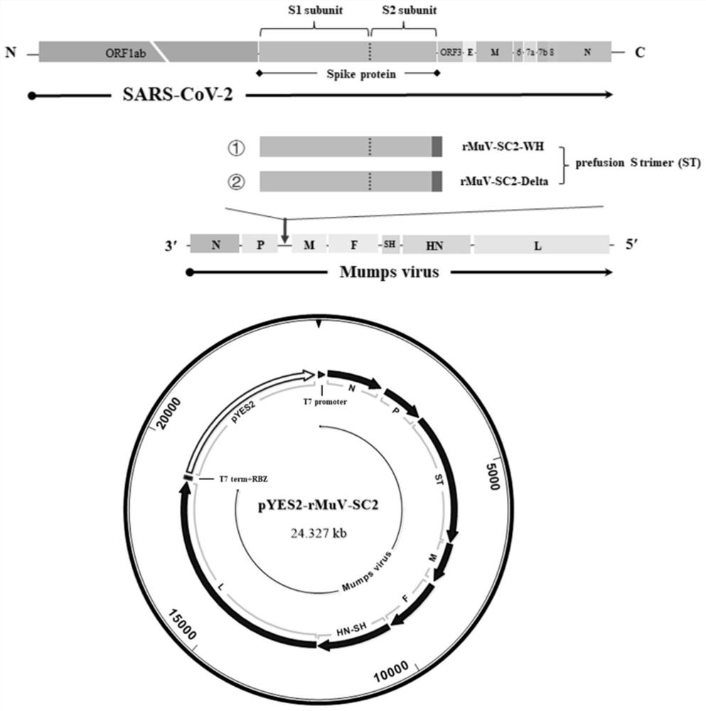 Recombinant parotitis virus particle, composition and application thereof