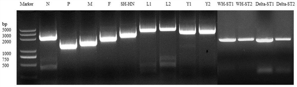 Recombinant parotitis virus particle, composition and application thereof