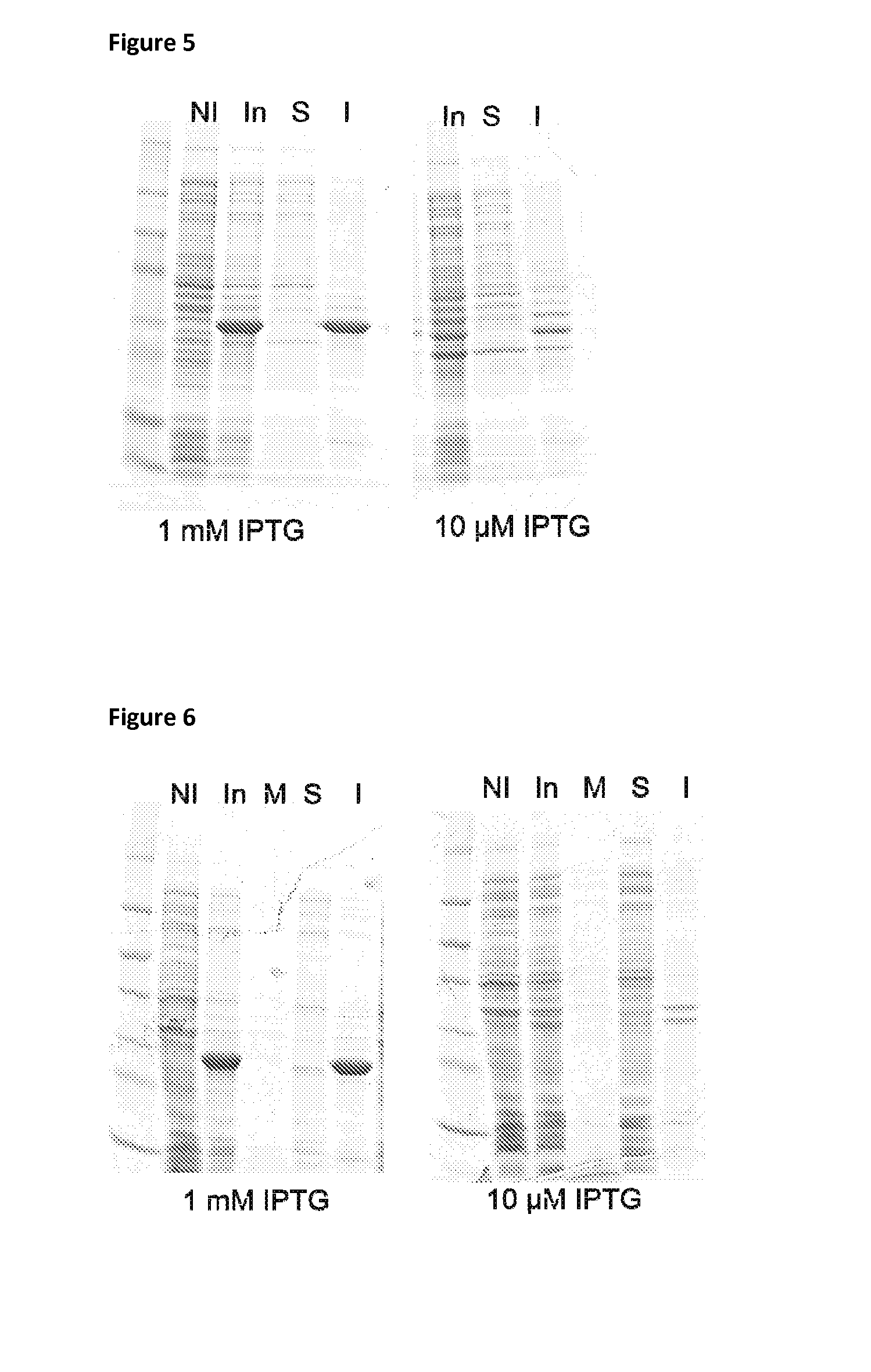 Immunogenic composition