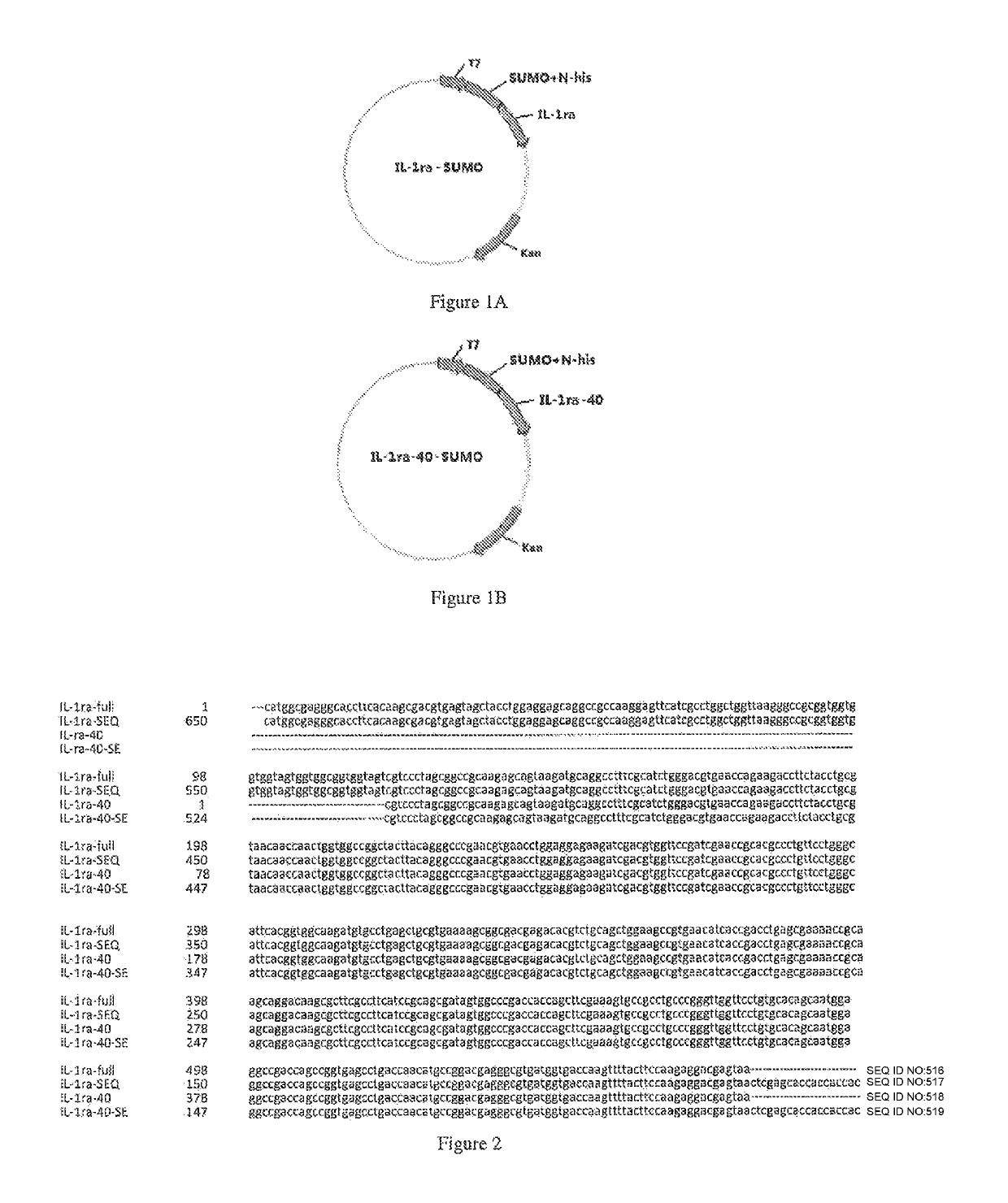 Protein and protein conjugate for diabetes treatment, and applications thereof