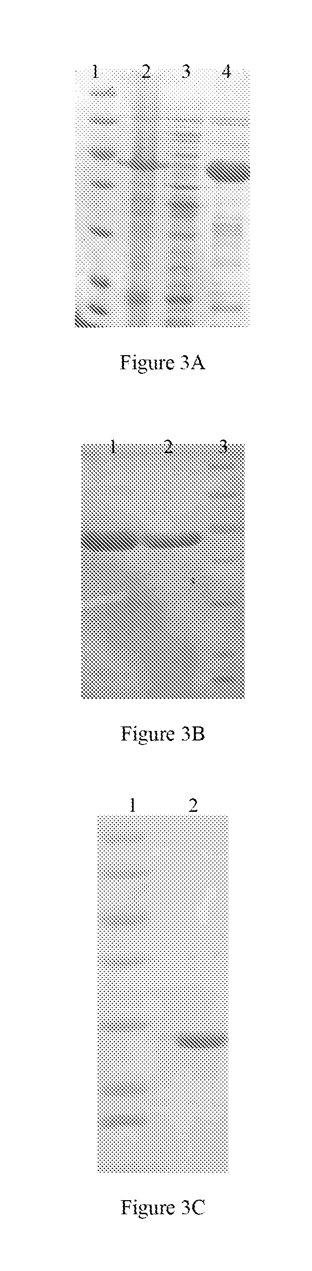 Protein and protein conjugate for diabetes treatment, and applications thereof