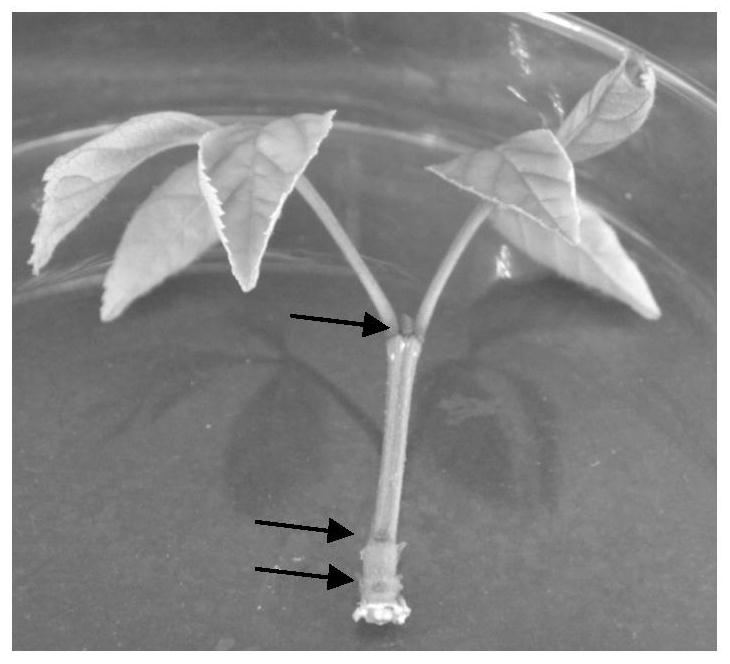 Method for quickly breaking dormant buds of fraxinus mandshurica tissue culture seedlings and successfully achieving in-vitro propagation