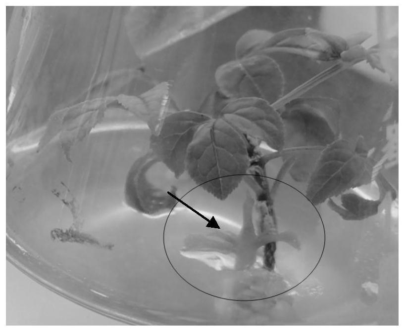 Method for quickly breaking dormant buds of fraxinus mandshurica tissue culture seedlings and successfully achieving in-vitro propagation
