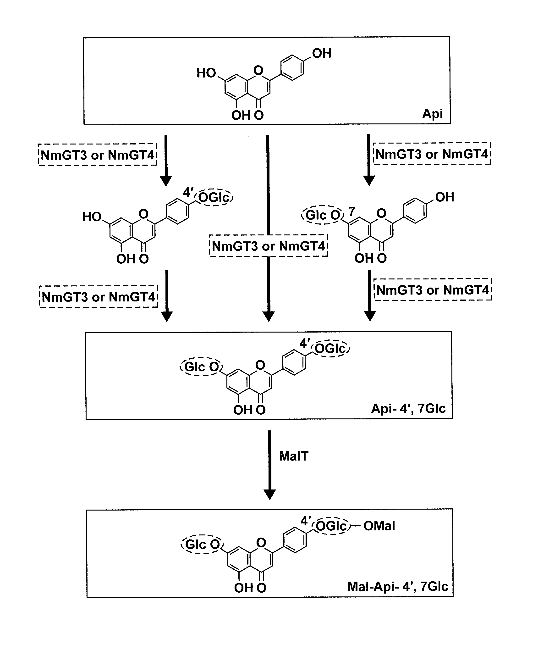 Novel glycosyltransferase gene and use thereof