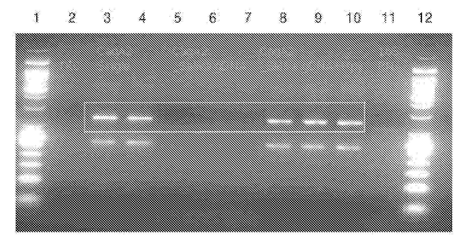 Method and compositions for detecting helicobacter pylori