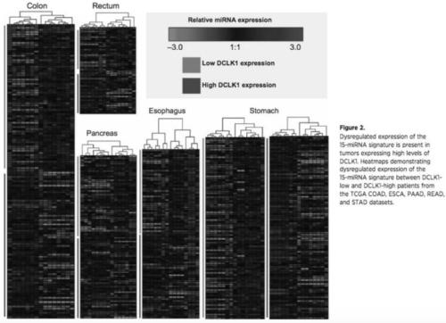 Blood or tissue miRNA population for prognosis of colorectal cancer and use thereof