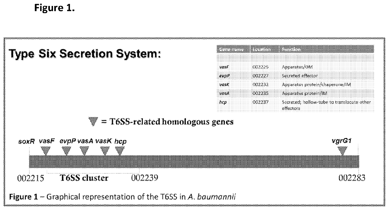 Monoclonal antibodies for treatment of microbial infections